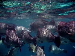 Schoal of Bump Head Parrotfish, taken whilst snorkelling ... by Alex Lim 